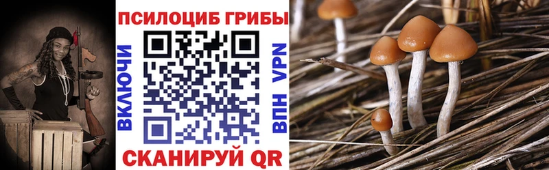 где найти   Апшеронск  Псилоцибиновые грибы Cubensis 